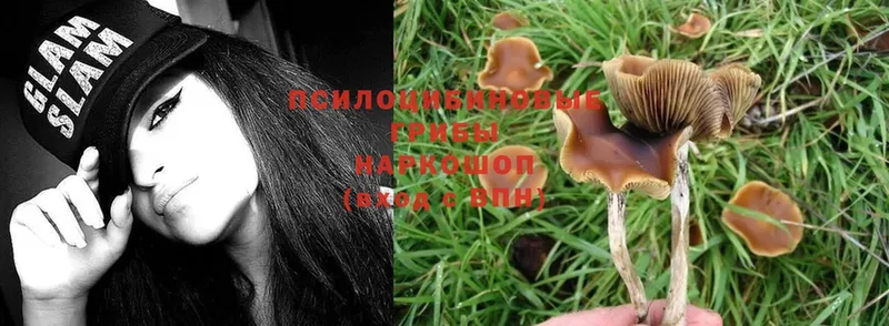 купить наркотик  Верхотурье  Галлюциногенные грибы Magic Shrooms 